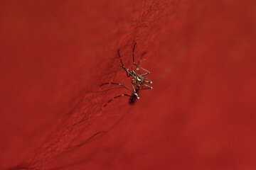 Dengue Mosquito on Red Background. This striking image features a detailed close-up of a dengue mosquito on the surface of the skin.