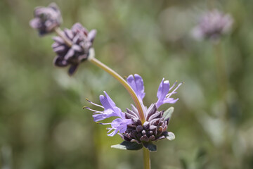 Desert chia, purple desert wildflowers
