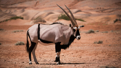 Graceful oryx with impressive horns in sandy desert.