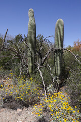 Saguaro spears in the desert