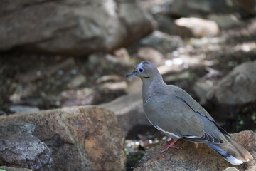 Fototapeta premium Dove sitting on a rock