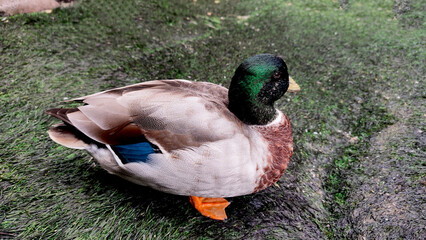 Selective focus of The mallard or wild duck. Colorful duck.