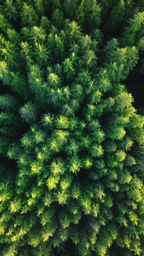 Vertical Screen: Drone Video Showcasing a Scenic Road Winding Through a Vibrant Green Forest in Washington. 4K Footage. 