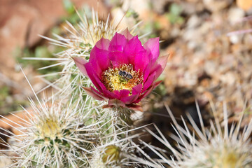 Pink cactus bloom 