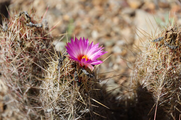 Pink cactus bloom 