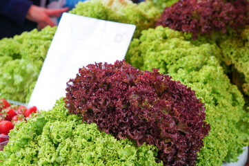 市場で売られている色鮮やかなたくさんのレタス