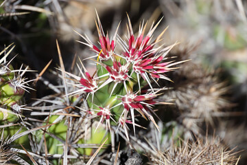 Cactus close-up