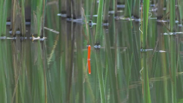 Fish tries to grab the bait. Float bobs sharply on calm water surface of lake. The angler hooks the fish and pulls out the bait and hook. The fish is not caught