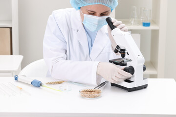Quality control. Food inspector examining wheat grain under microscope in laboratory