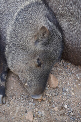 Javelina sleeping in the sand
