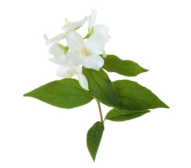 Naklejka na ściany i meble Branch of jasmine flowers and leaves isolated on white