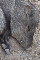 Javelina sleeping in the sand
