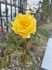 rose in the garden