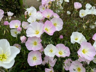 pink flowers in a garden