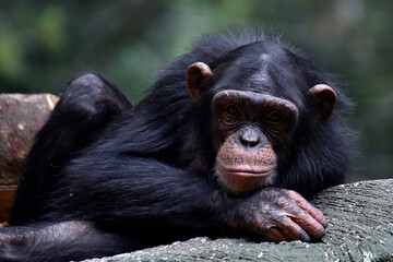 Photos of a young chimpanze