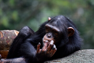 Photos of a young chimpanze