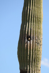 Bird peeking out of cactus nest hole