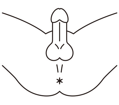 男性の股間を下から見た図　男性生殖器　構造