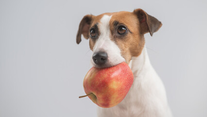 Portrait of a Jack Russell Terrier dog holding an apple on a white background. 