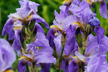 lilac irises with raindrops close-up   © laykamars