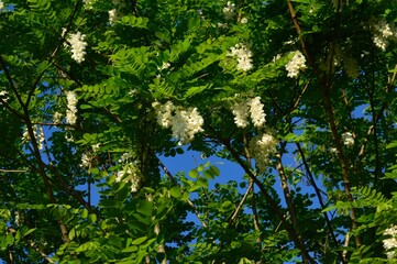 ニセアカシア ハリエンジュ（針槐）