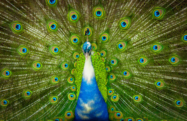 Obraz premium Pavo real azul en alta definición abriendo su hermosa y vibrante cola verde.