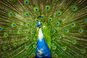 Pavo real azul en alta definición abriendo la hermosa cola verde.