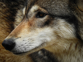 Close up de Lobo de Norteamérica, foto de primer plano detalle de un majestuoso lobo.