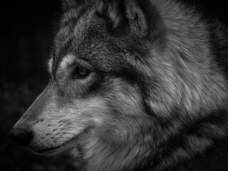 Close up de Lobo de Norteamérica, foto de primer plano detalle de un majestuoso lobo.