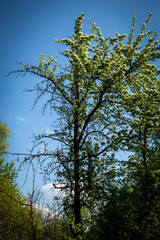 Lush larch tree with green leaves under clear blue sky in natural landscape