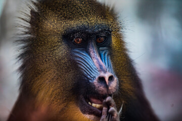Closeup of a mandrill with blue face feeding on something