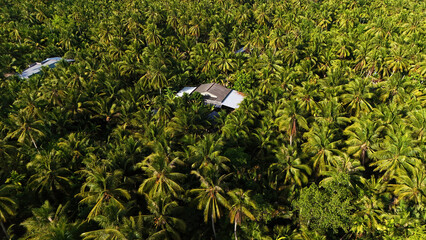 Amazing aerial view of Mekong Delta village, vast coconut, nipa tree field, roof of lonely house in green of palm tree, solitary scene of eco countryside, Ben Tre, Vietnam