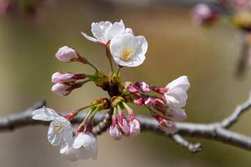 日本の心 桜