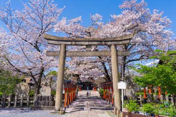 京都　六孫王神社（ろくそんのうじんじゃ）の桜