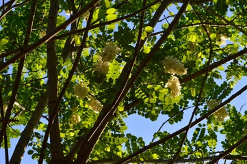 ハリエンジュ（針槐）ニセアカシア