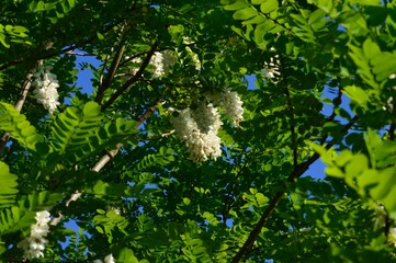ハリエンジュ（針槐）ニセアカシア