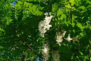 ハリエンジュ（針槐）ニセアカシア