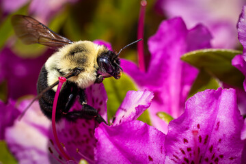 Bee on Azalea