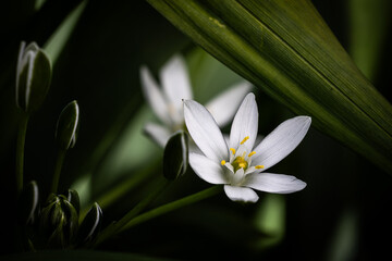 Obraz premium snowdrops in the garden