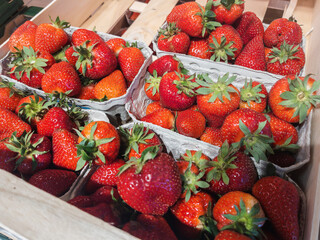Fresh Strawberries in Cardboard Boxes and Crates