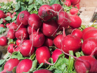 Fresh Red Radishes at Local Market