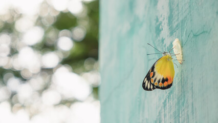 A yellow butterfly has just hatched from its cocoon on the wall