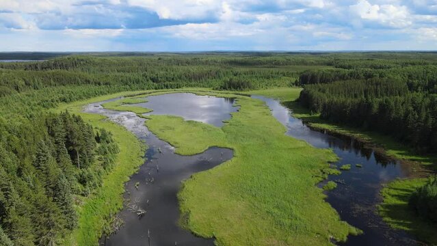 Beautiful aerial view of a vast dark green forest and a large beaver pond that is filled with bright green grass and shrubs. The sky is filled with blue colored storm clouds.

