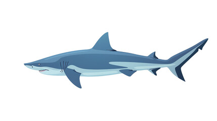 shark isolated on white transparent background