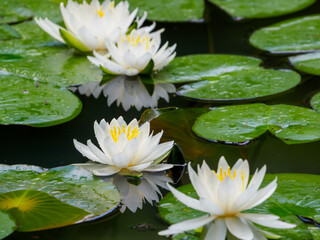 山田池公園の睡蓮