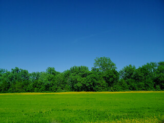 Butterweed Flowers Next to a Line of Trees, Ohio