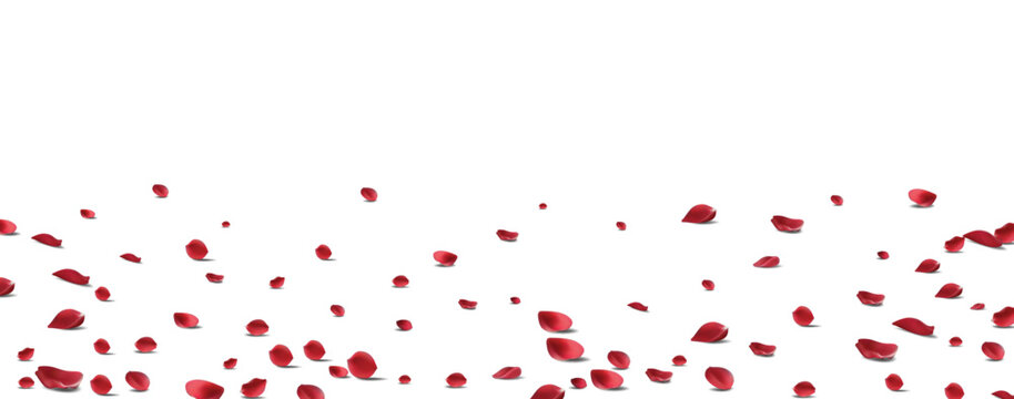 Floating red rose petal isolated on white. Background concept for love greetings on valentines day and mothers day