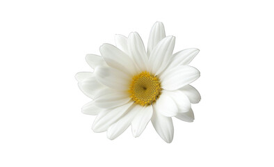 Obraz premium One white daisy flower isolated on a transparent background cutout.