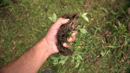 A close-up of someone weeding a garden. Pulling out weeds from the garden. A gardener maintaining a...