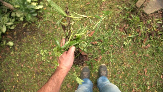 POV of someone weeding a garden. Pulling out weeds from the garden. A gardener maintaining a backyard. A person pulling weeds from the ground. A gardener tidying up the garden. Gardening day.